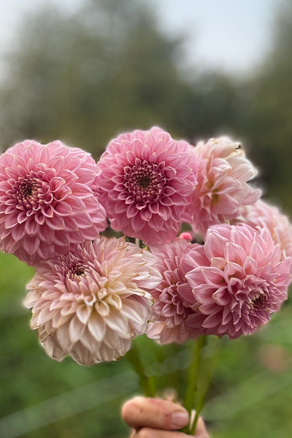 Araluen Leatrice - 09