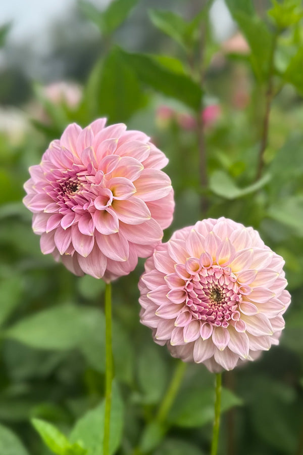 Araluen Leatrice - 09