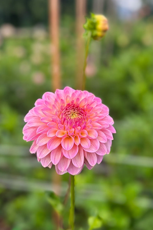 Arnside Rose - 10