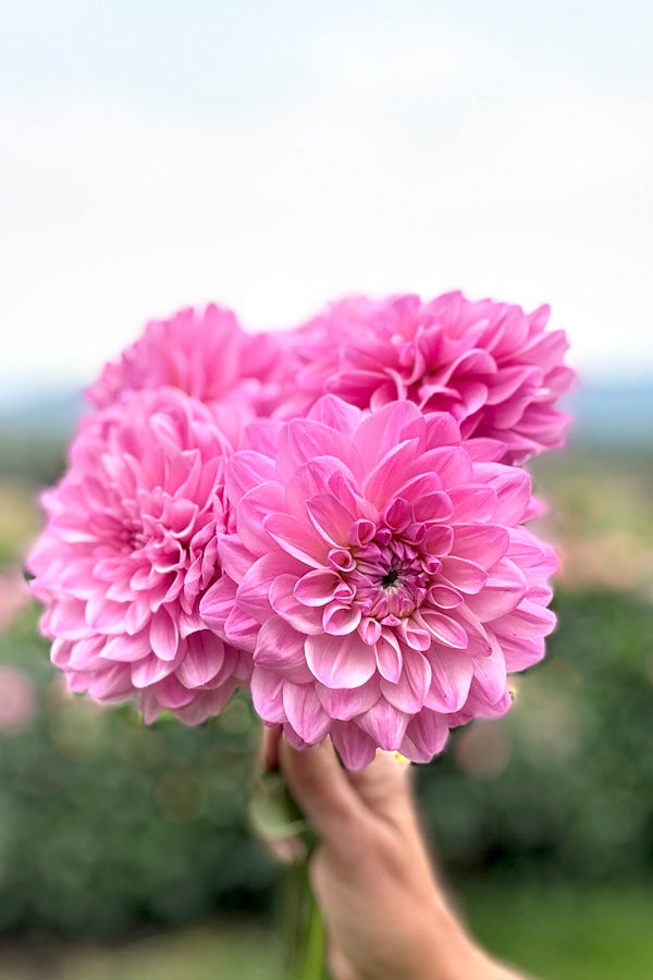 Bracken Ballerina - 26