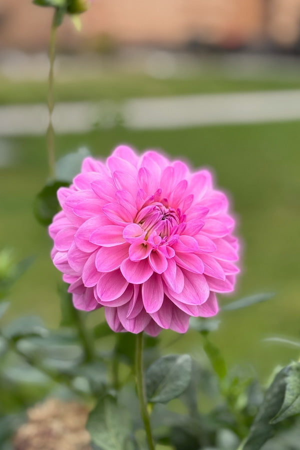 Bracken Ballerina - 26