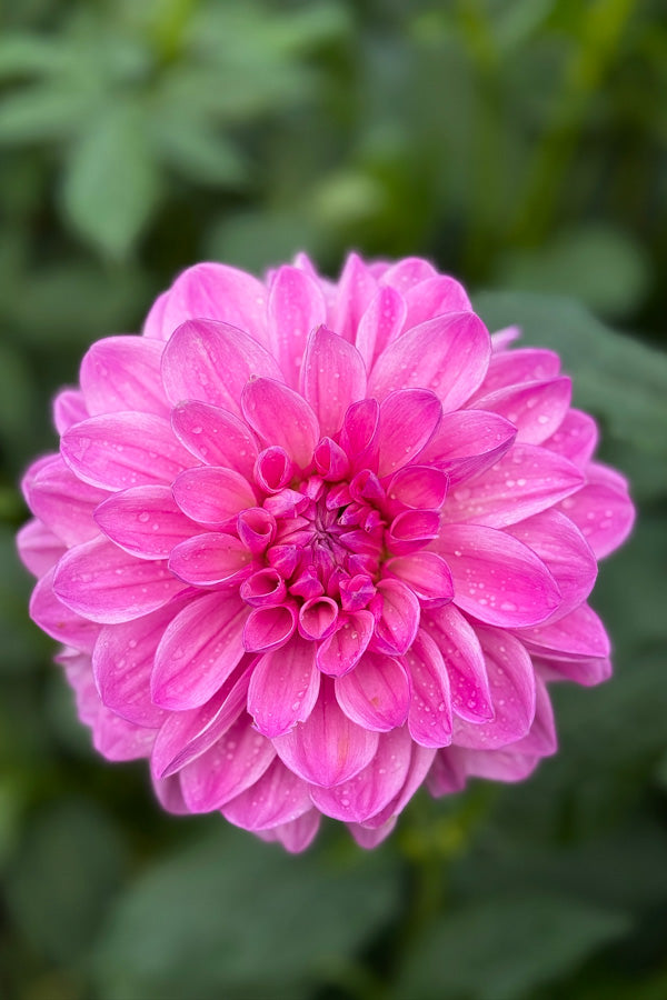 Bracken Ballerina - 26