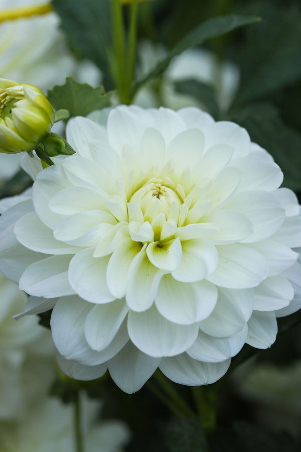 Bride to Be - Tuber