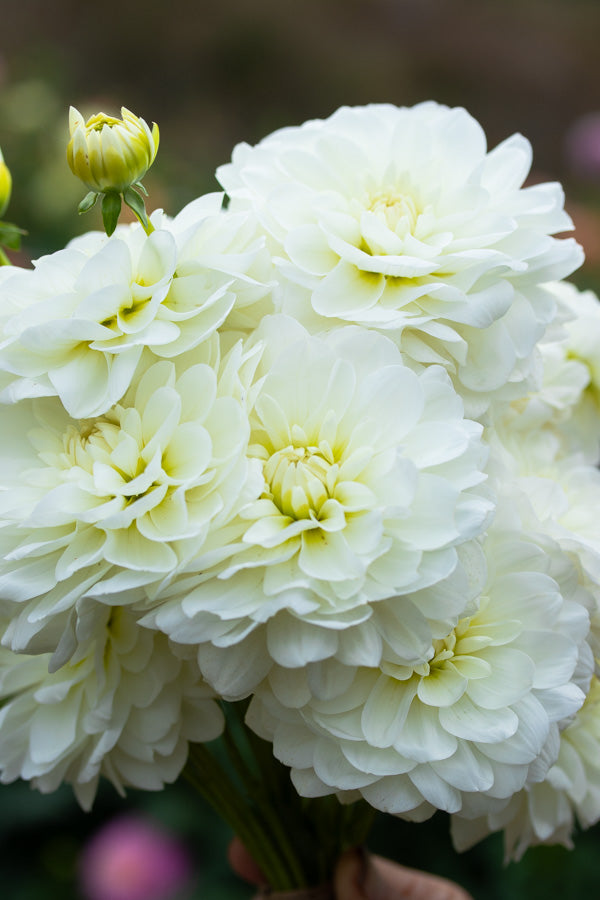 Bride to Be - Tuber