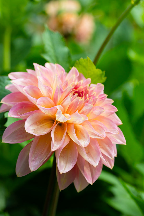Cameo Peach - Tuber