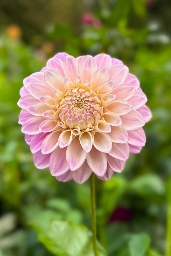 Devon Seattle - Cutting - 51