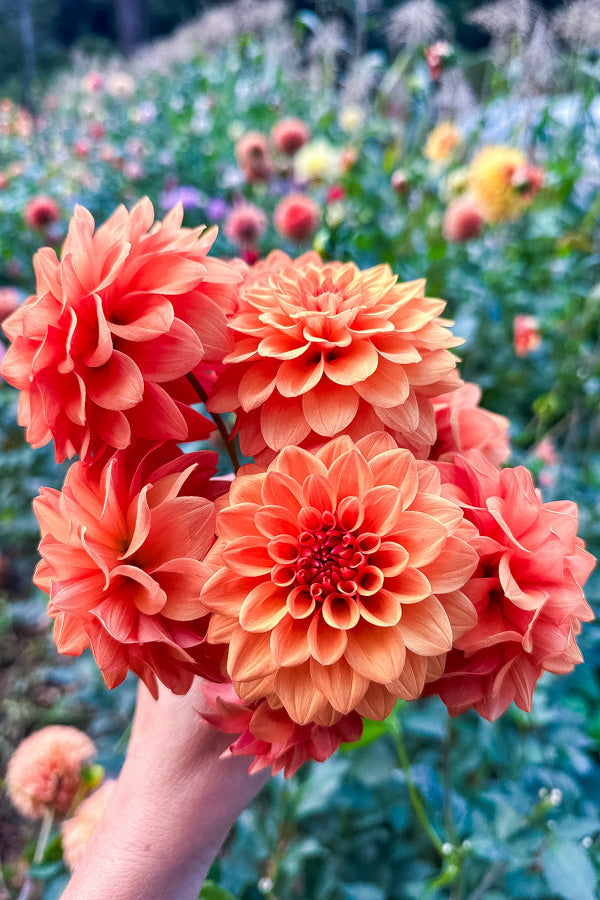 Ferncliff Apricot - Tuber