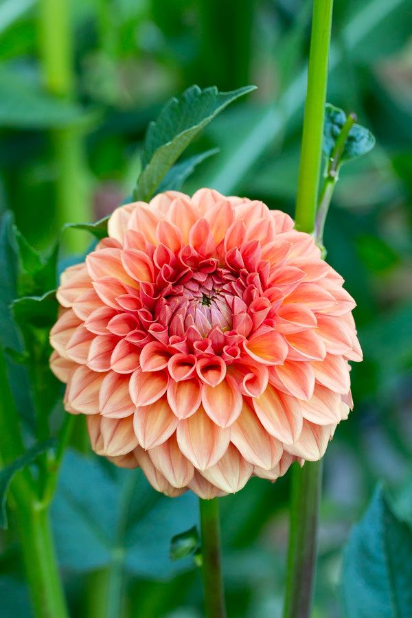 Ferncliff Apricot - Tuber
