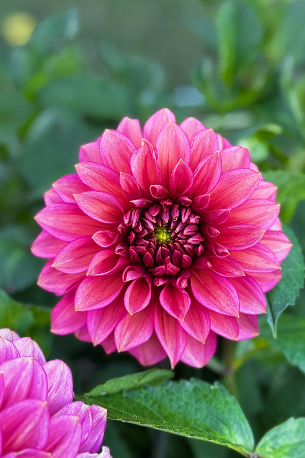 Florelie Guava - 62