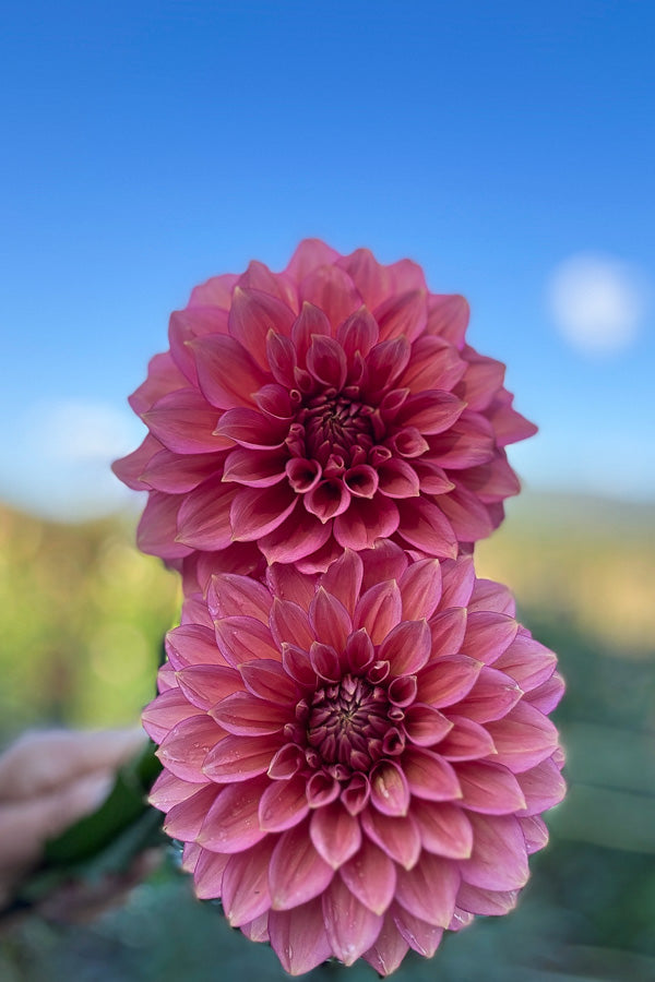 Florelie Guava - 62