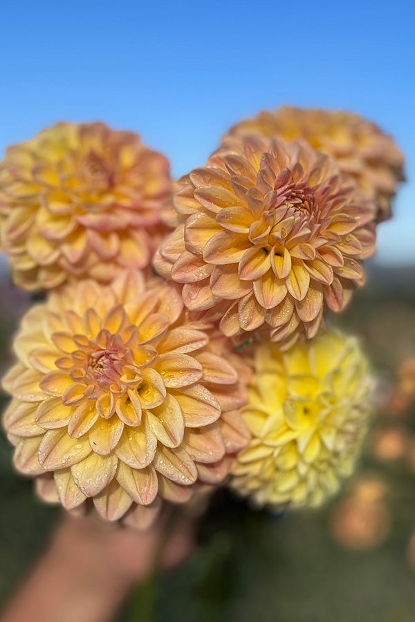 Florelie Harmony - 63
