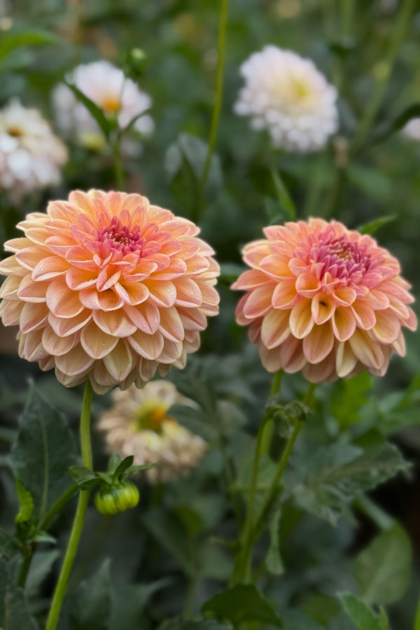 Florelie Harmony - 63