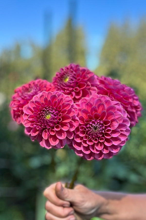 GC Pink Lemonade - 70