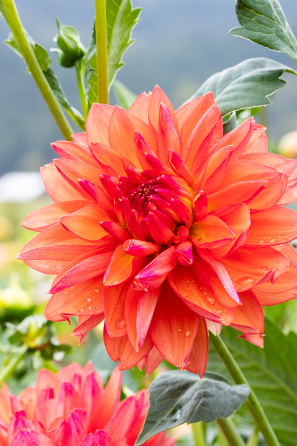 GT Smoky Summer - Tuber