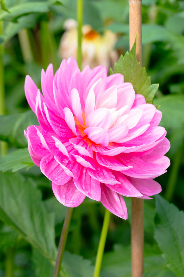 Hollyhill Pink Parfait - 85