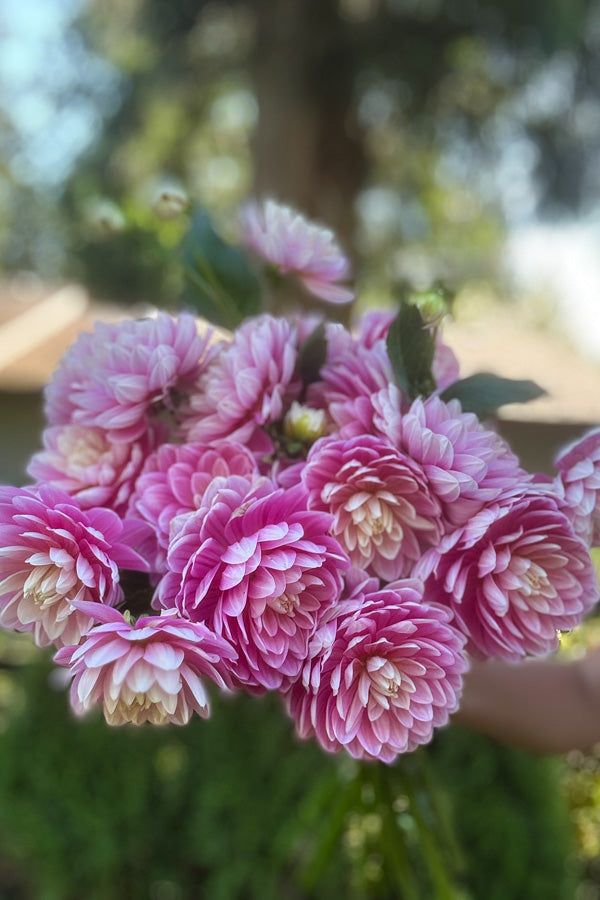 Hollyhill Pink Parfait - 85