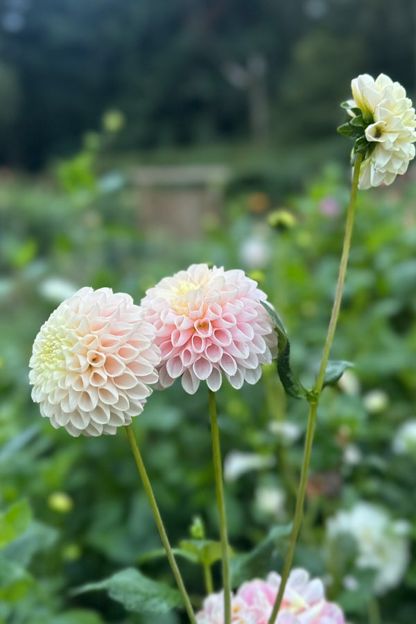 Hollyhill Pollyanna ? - 82