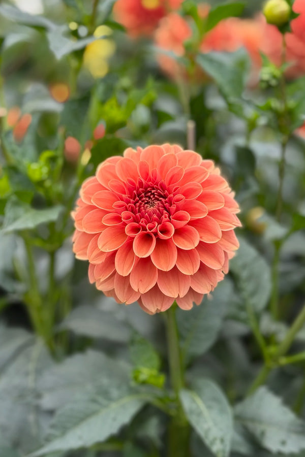 KA Apricot Jam - 89