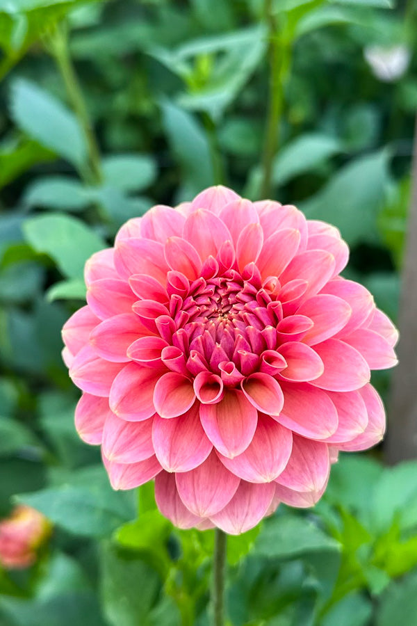 KA Boho Peach - 90