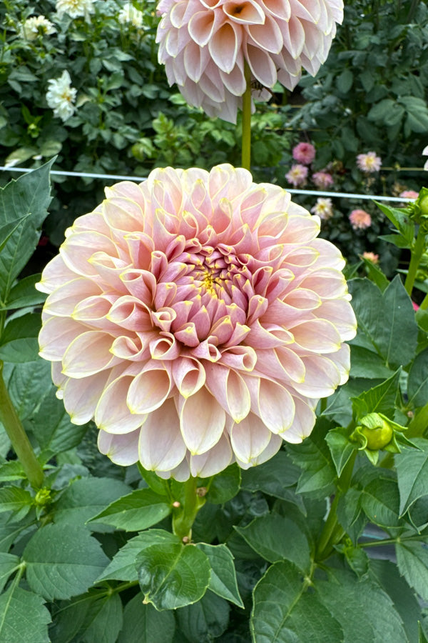 KA Cinder Rose - Tuber