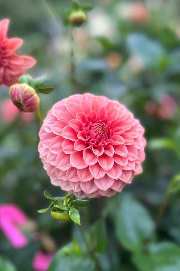 KA Keltie Rose - 95