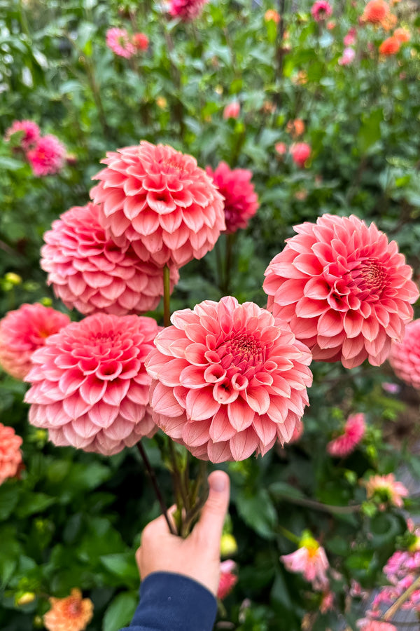 Keltie Rose - Tuber