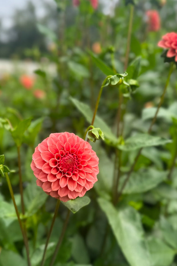 KA Keltie Rose - 95