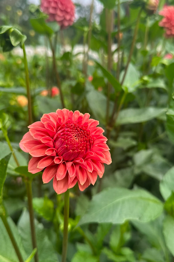 KA Keltie Rose - 95