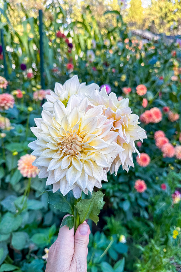 KA Mocha Maya - 97