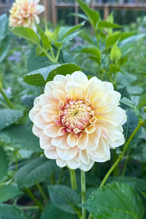 LTF Lemon Blush - 121