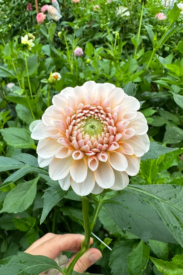 Lee's Kewpie - Tuber