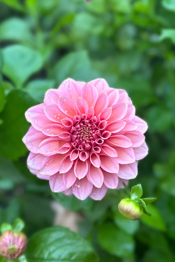 Lee's Mauva Guava - 113