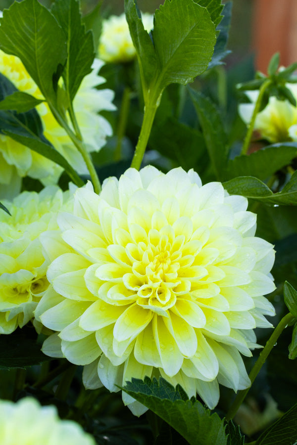 Lemon Drop - Tuber