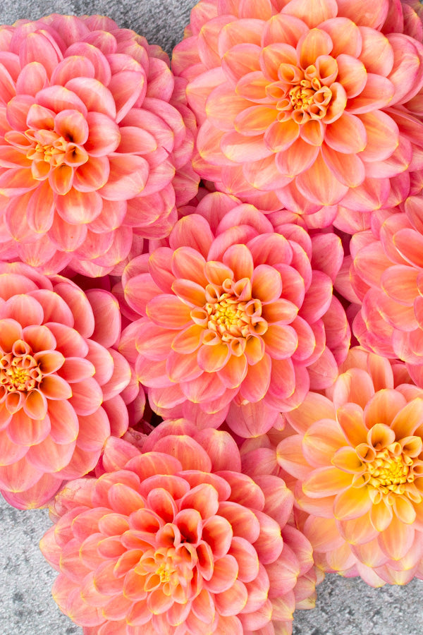 Milena Fleur - Tuber
