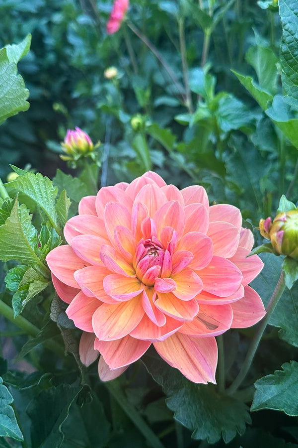 Oregon Sunset - 133