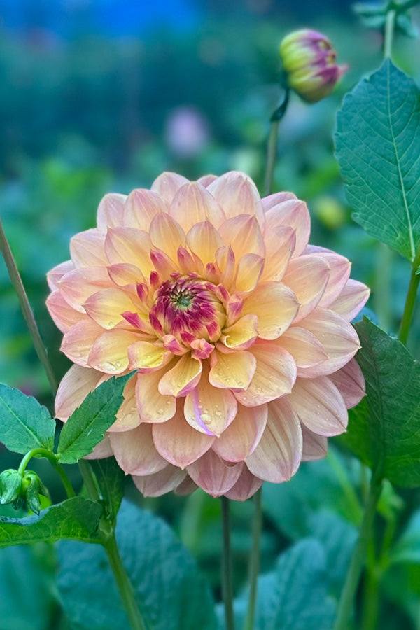 Peach Sunset - 136