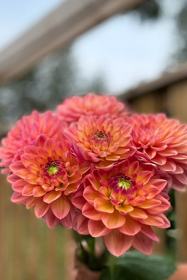 Peach Sunset - 136