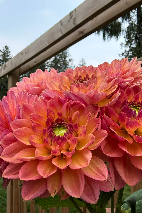 Peach Sunset - 136
