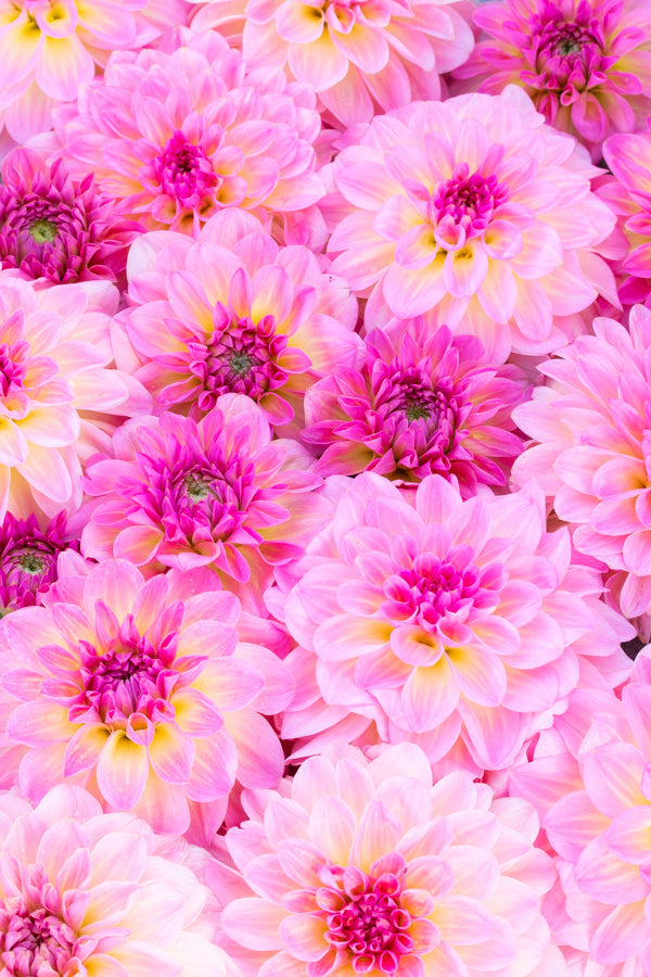Pretty Please - Tuber