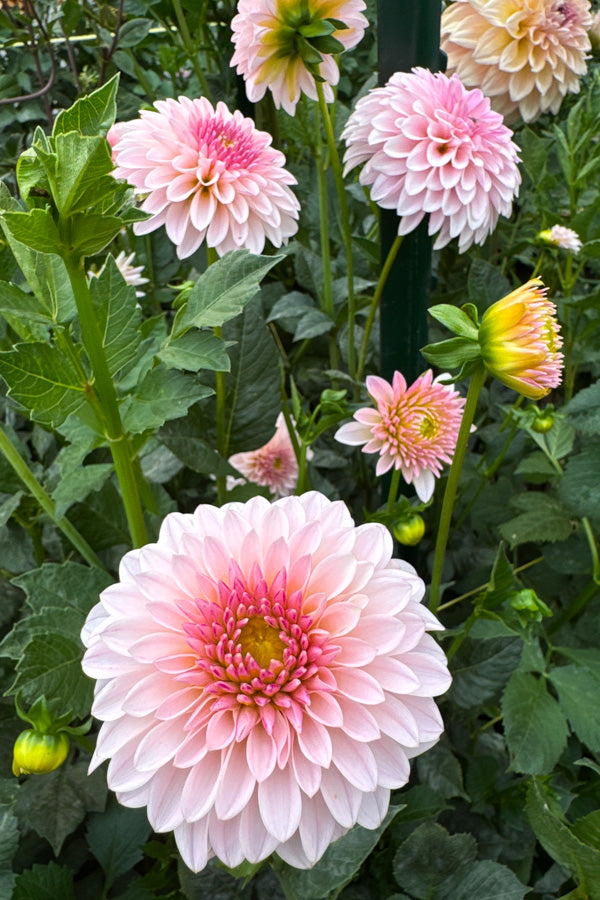 RM Parfait - Cutting - 155