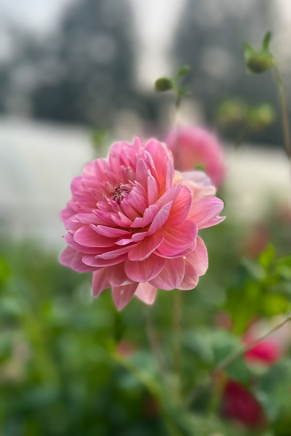 Rosemary Webb - 160