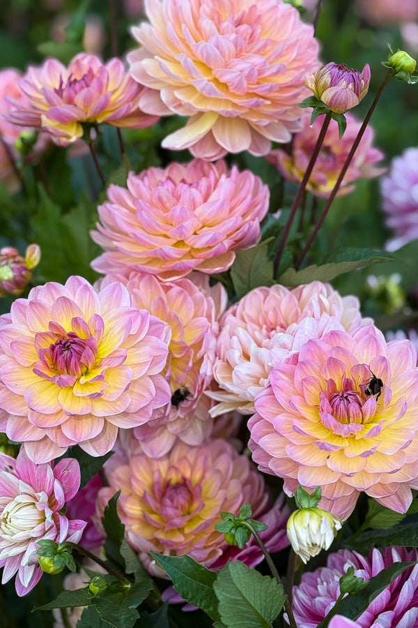 Sandia Bliss - 167
