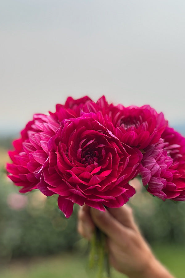 Sandia Claire - 168