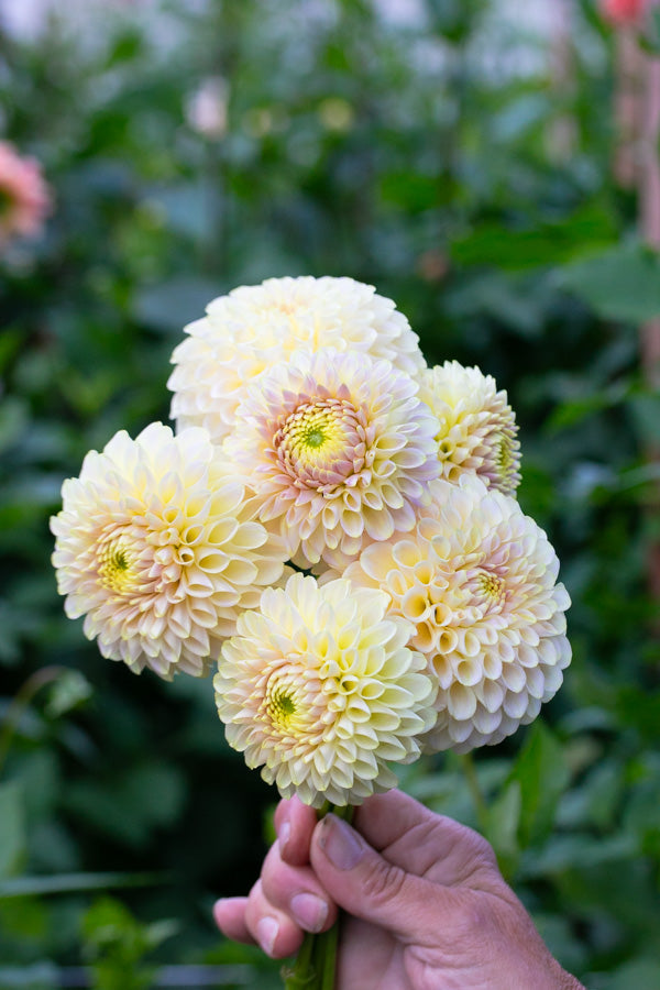 Skipley Moonglow - Tuber