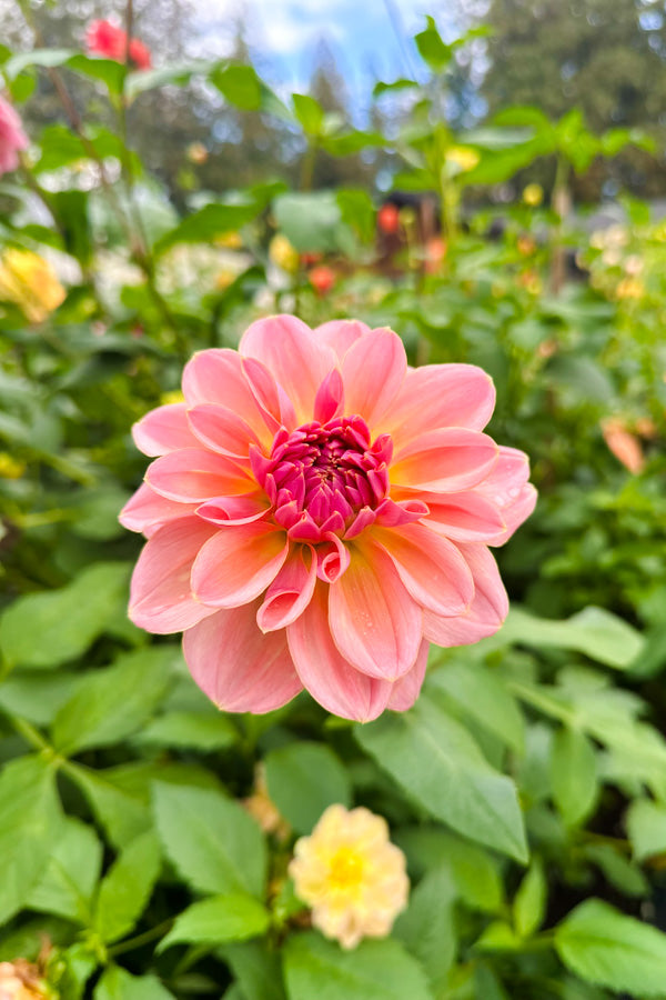 Southern Belle - Tuber
