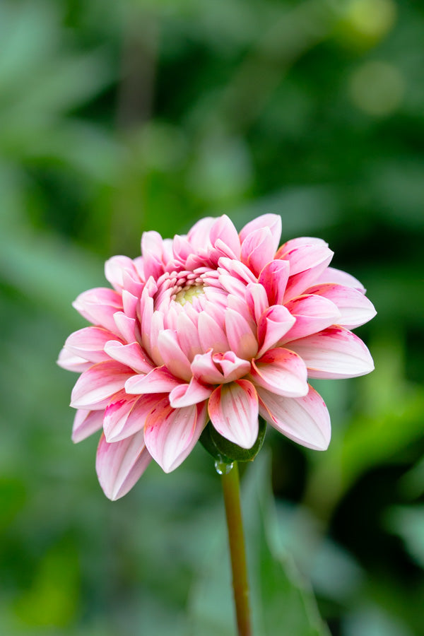 Strawberry Cream - Tuber