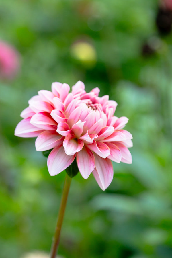 Strawberry Cream - Tuber