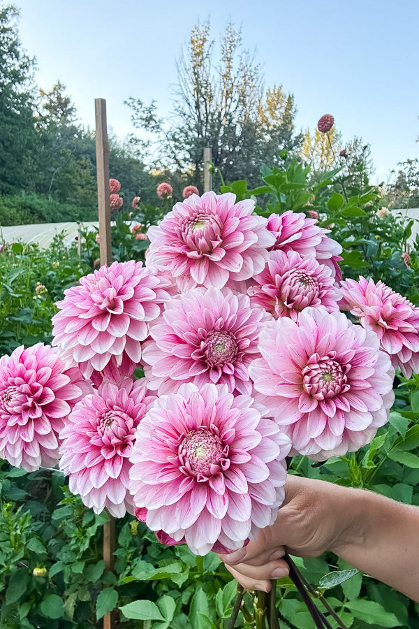 Strawberry Cream - Tuber