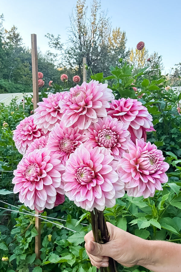 Strawberry Cream - Tuber