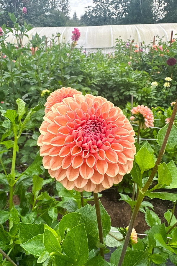 Valley Tawny - Tuber